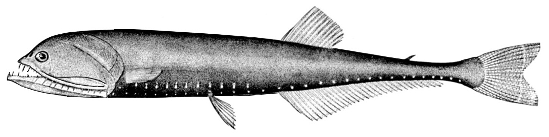 Gonostoma elongatum_001.jpg